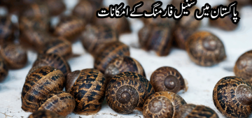 پاکستان میں سنیل فارمنگ کے امکانات